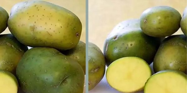 সবুজ দাগযুক্ত আলু কী সত্যিই বিষাক্ত? 